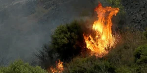 Incendies en Algérie : Les Forêts de Béjaïa sauvagement ravagées par les flammes 2 Incendies en Algérie : Les Forêts de Béjaïa ravagées
