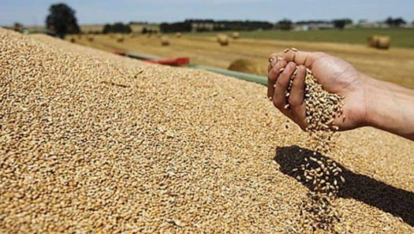 Algérie : vers un record d'importations de céréales en 2024, enjeux et stratégies agricoles