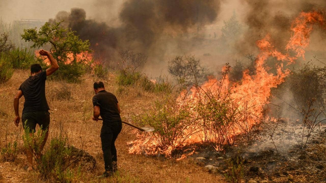 Incendies à El Tarf : trois pyromanes arrêtés