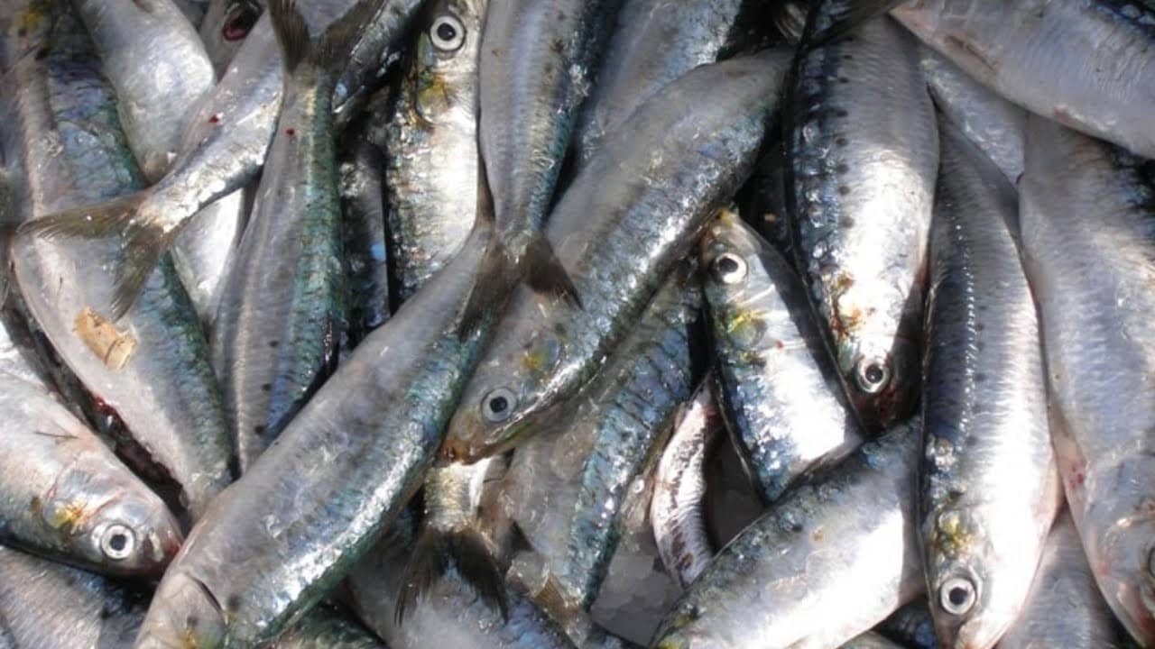 Algérie :forte baisse les prix des sardines dans ces wilayas