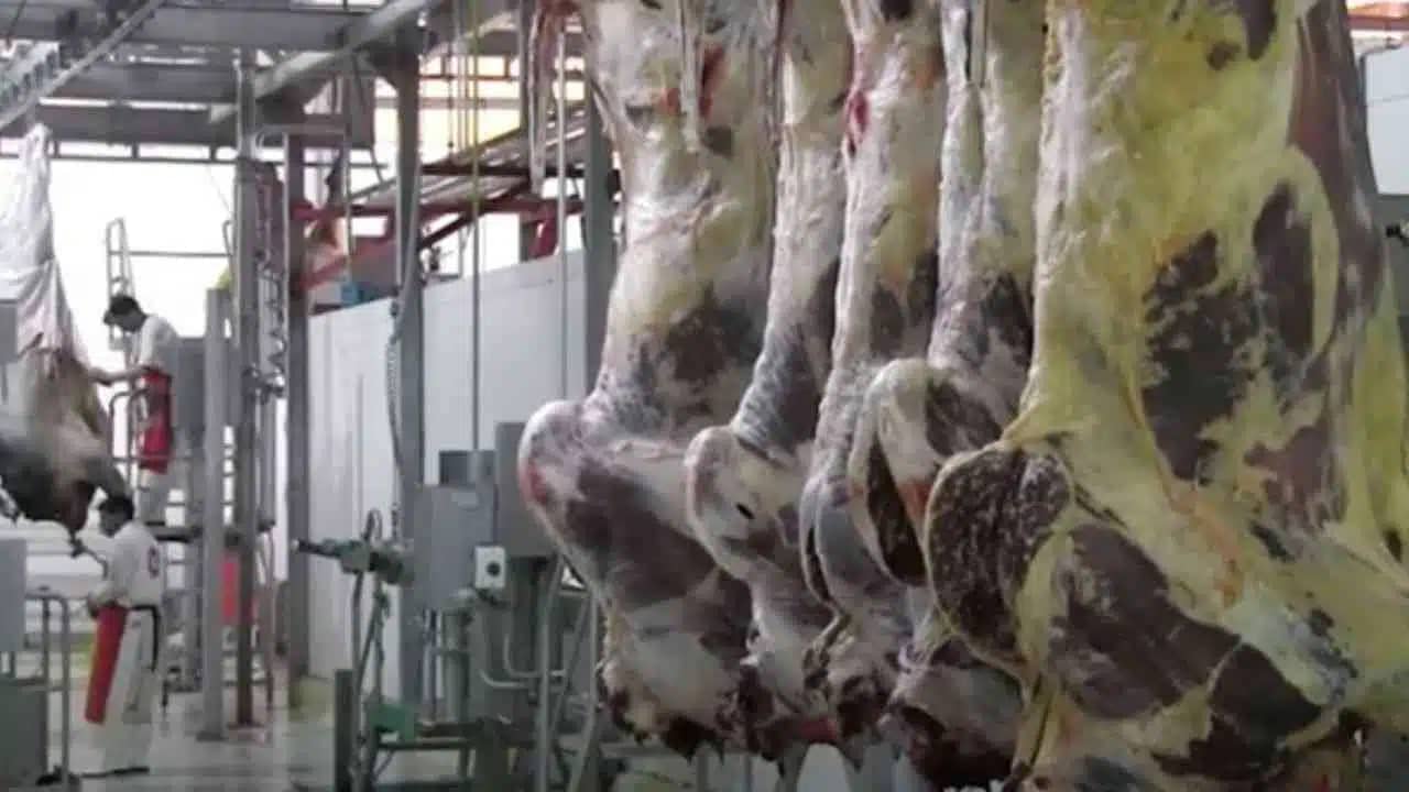 Algérie : Découvrez les prix alléchants des viandes rouges issues des veaux importés