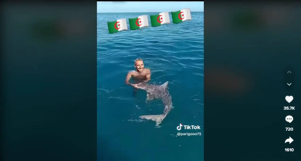 Algérie : Il nage avec un requin la vidéo fait le buzz