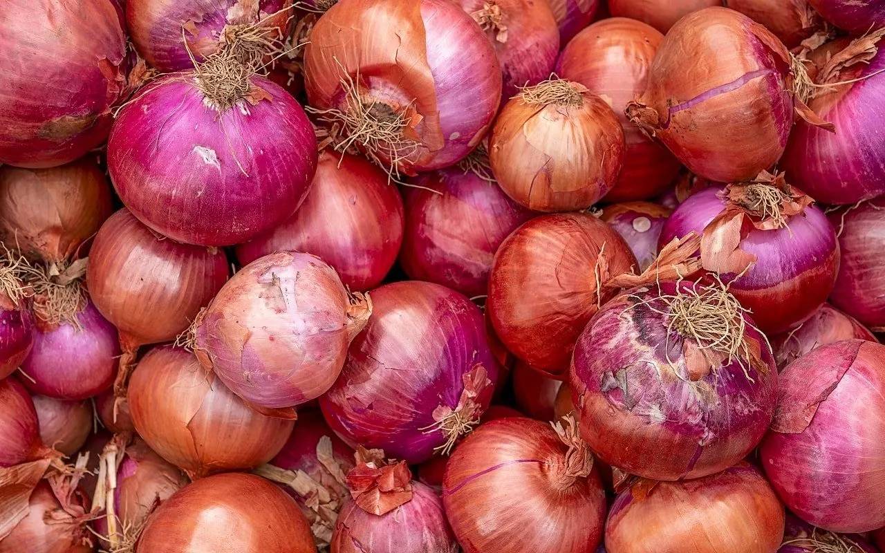 Algérie : les explications d'un agriculteur sur la flambée du prix de l’oignon Algérie : les explications d'un agriculteur sur la flambée du prix de l’oignon