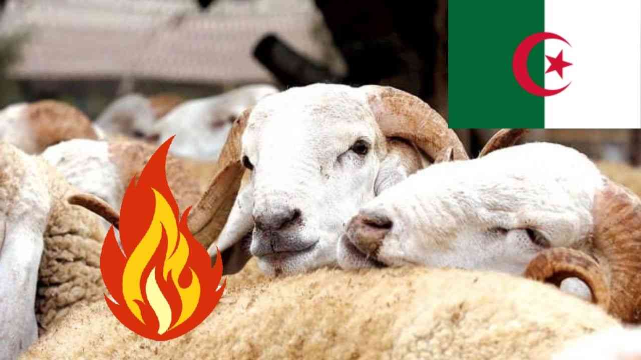mouton-aid-adha-2023-algerie-prix-flambent-deja