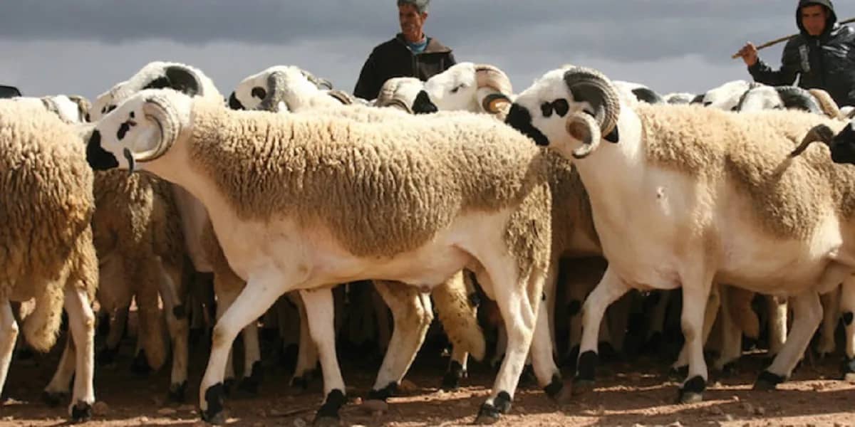 Aïd El-Adha 2023 : Baisse drastique des prix du mouton Aïd El-Adha 2023