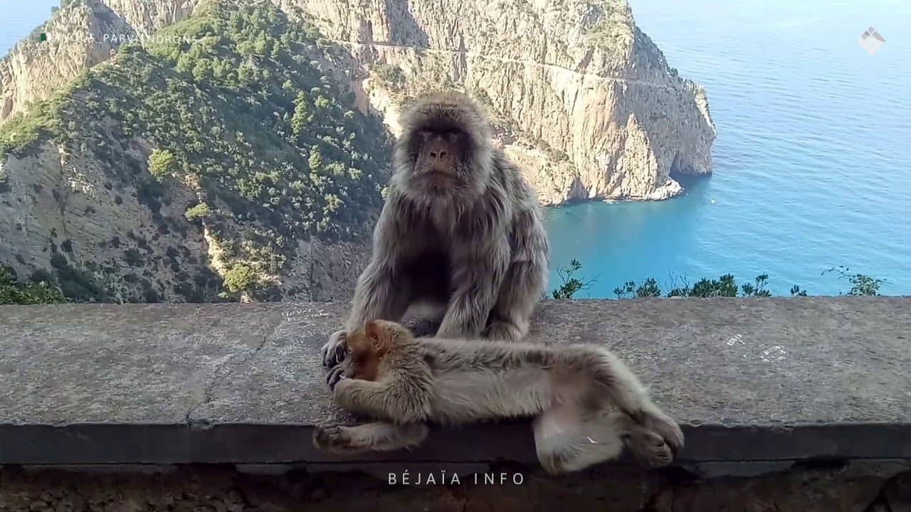 Bejaia laisse cet algérien de France sans voix.