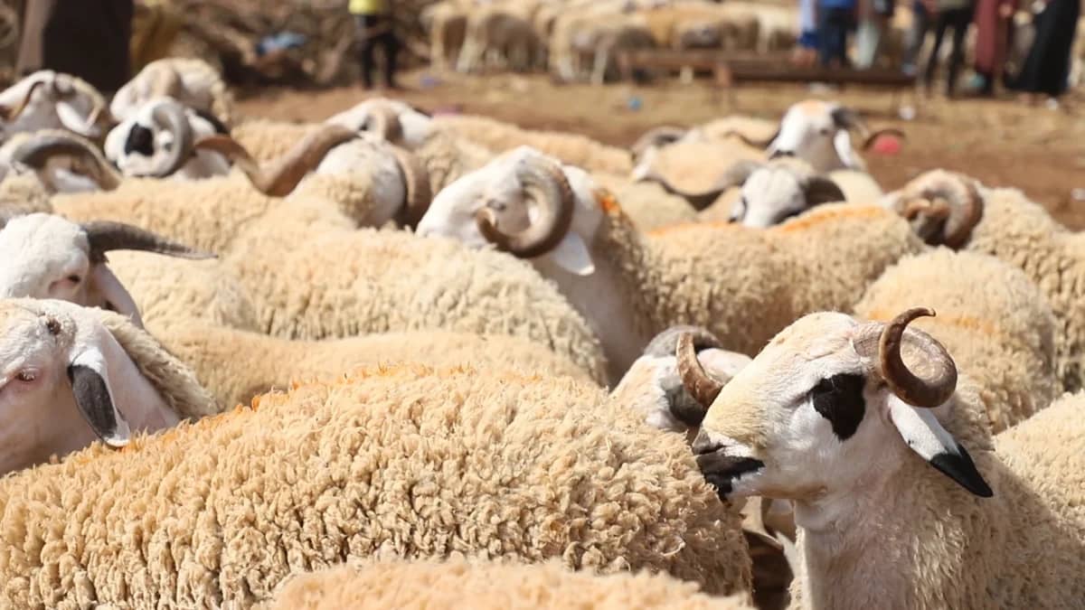 Aïd-El-Adha 2025 : lancement imminent de la vente des moutons importés