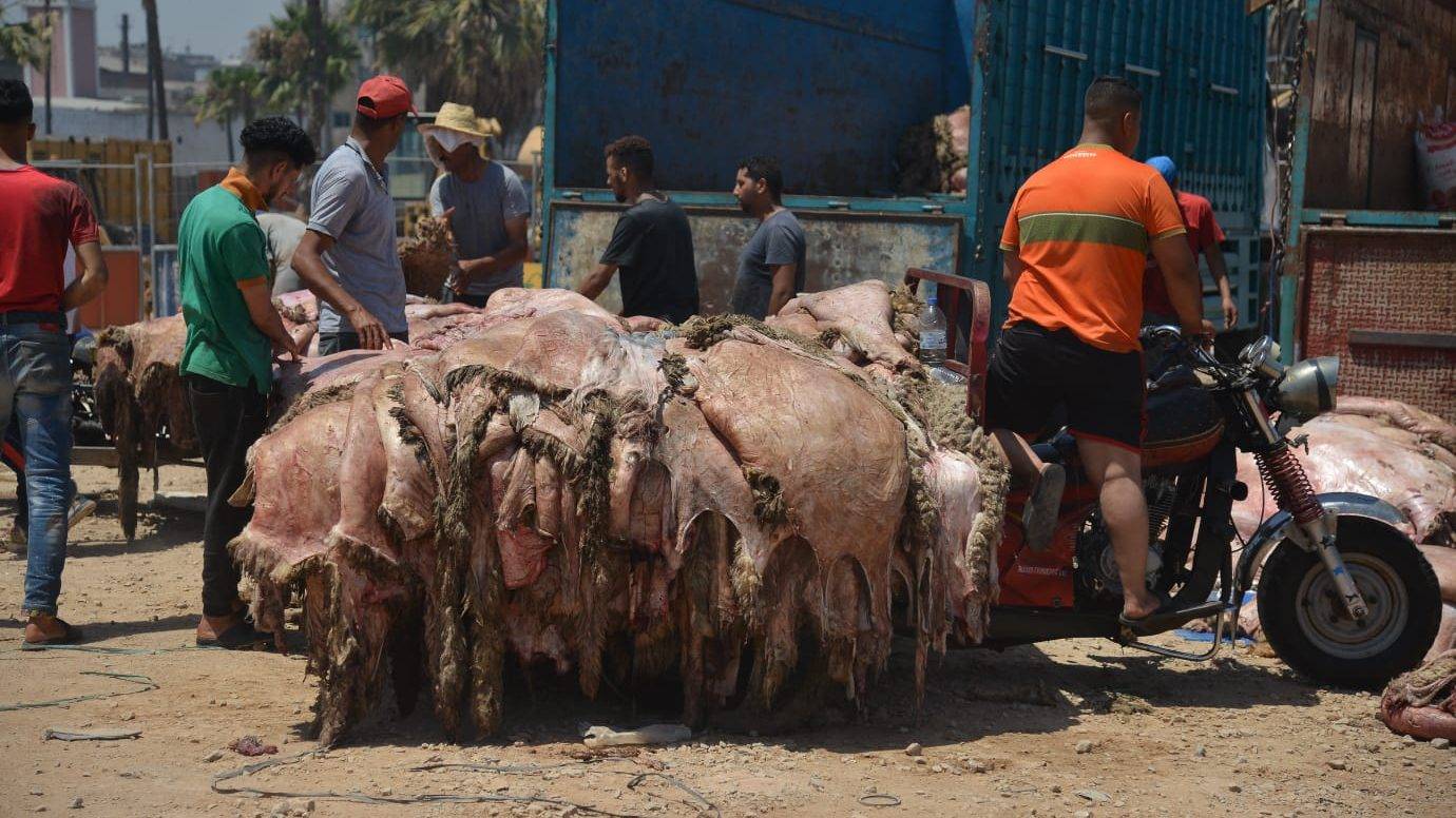 Aid el-Adha 2023 : Vers la récupération des peaux de moutons pour…