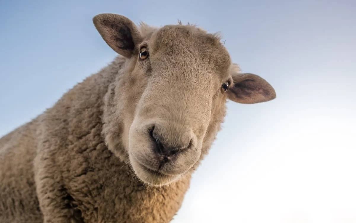Triste constat! L’Algérie passe de pays exportateur de mouton à pays importateur