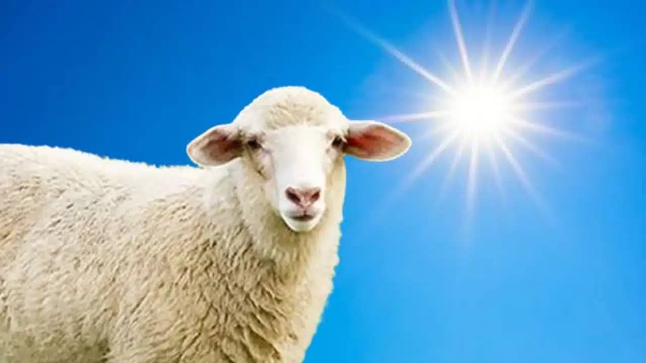 Aïd el-Kébir 2024 : La Roumanie fournisseur de moutons en Algérie
