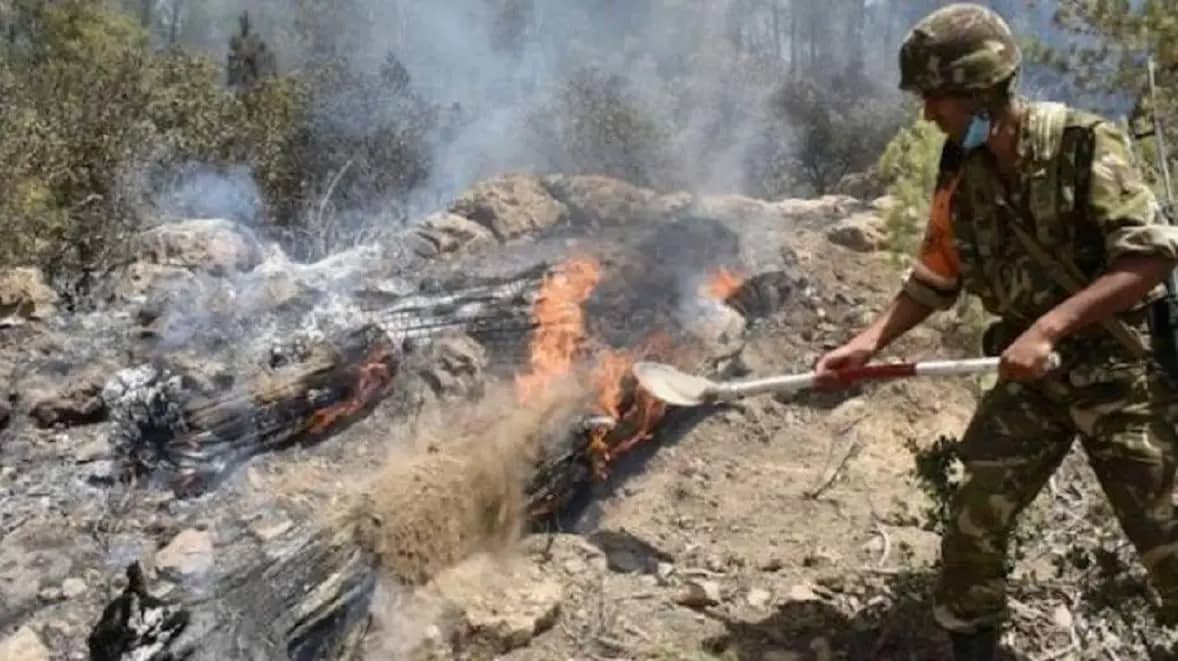 Incendies en Algérie : le triste épisode d'un gendarme