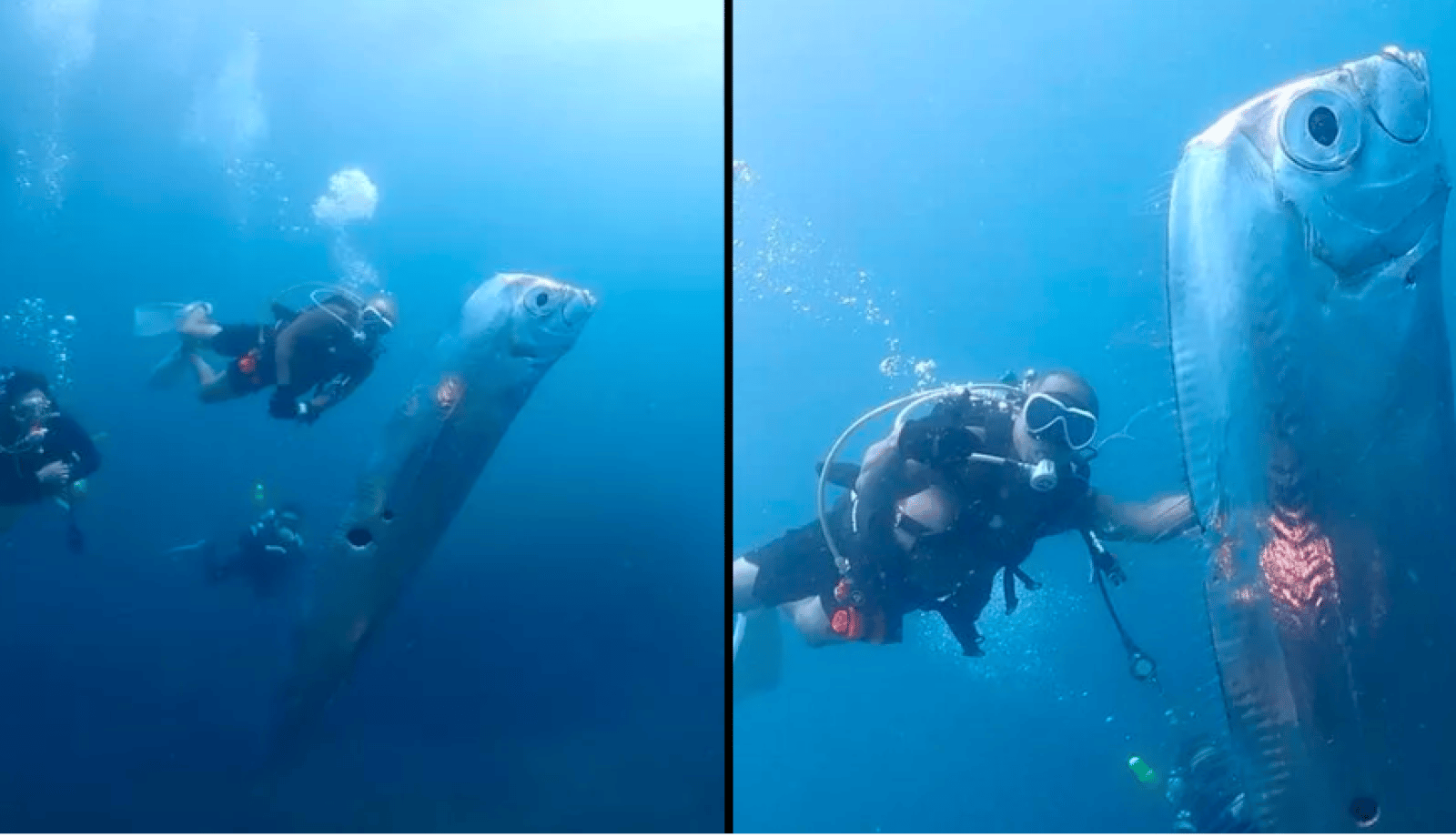 La découverte de ce poisson géant annonce une catastrophe requin