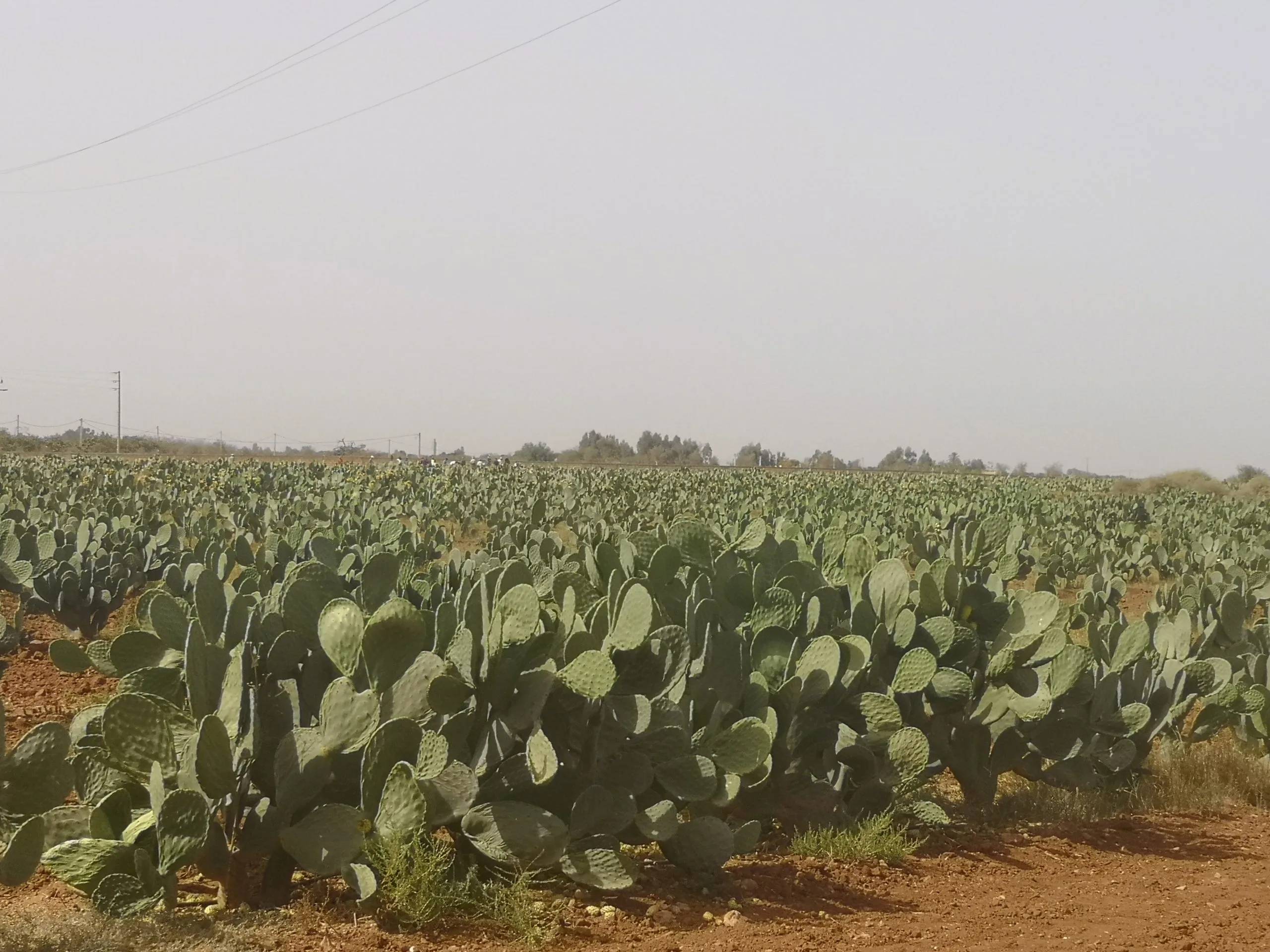  L’Algérie accuse le Maroc de lui exporter sa “cochenille"