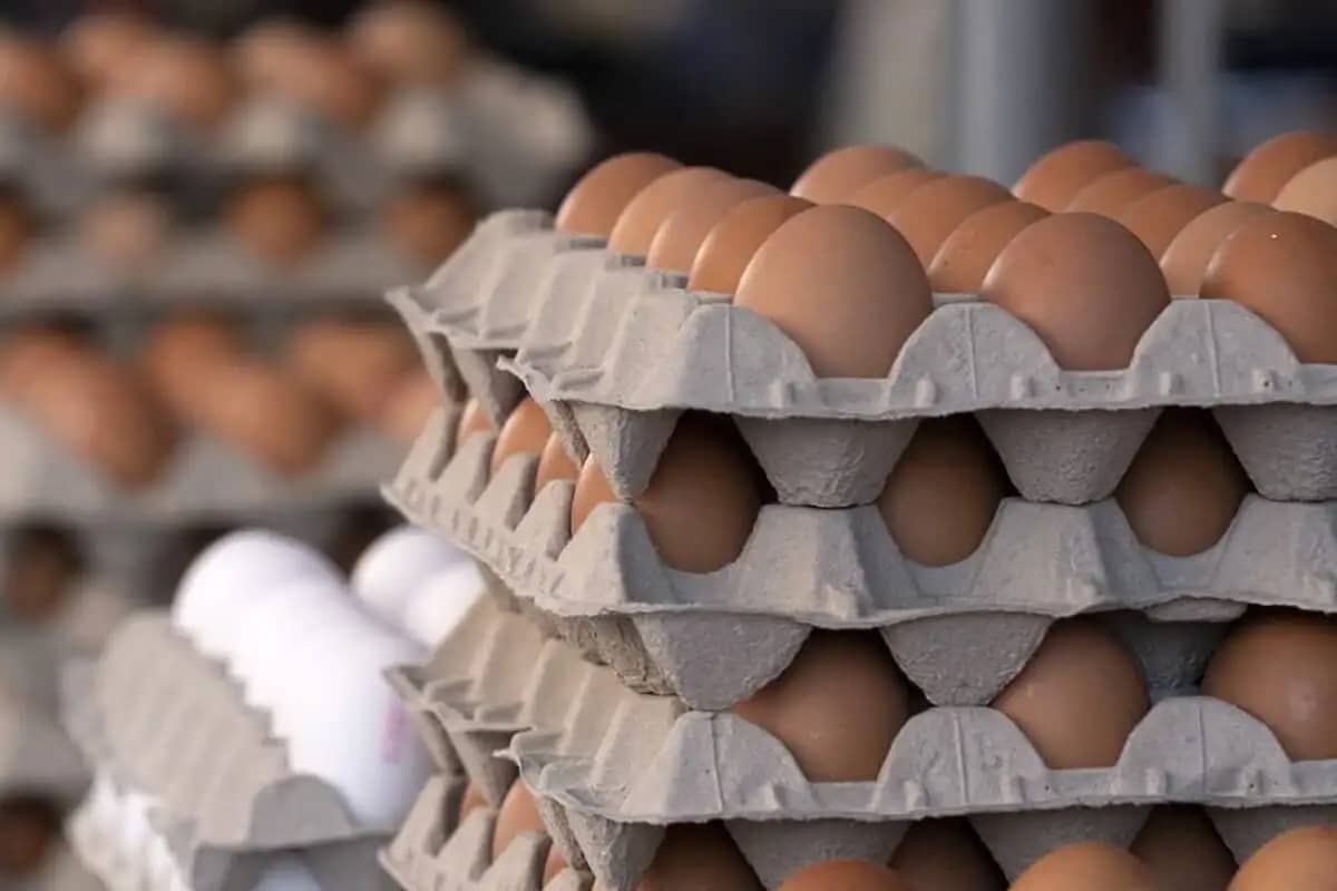 Baisse spectaculaire des prix des œufs en Algérie : 1000 DA pour trois plateaux ! 