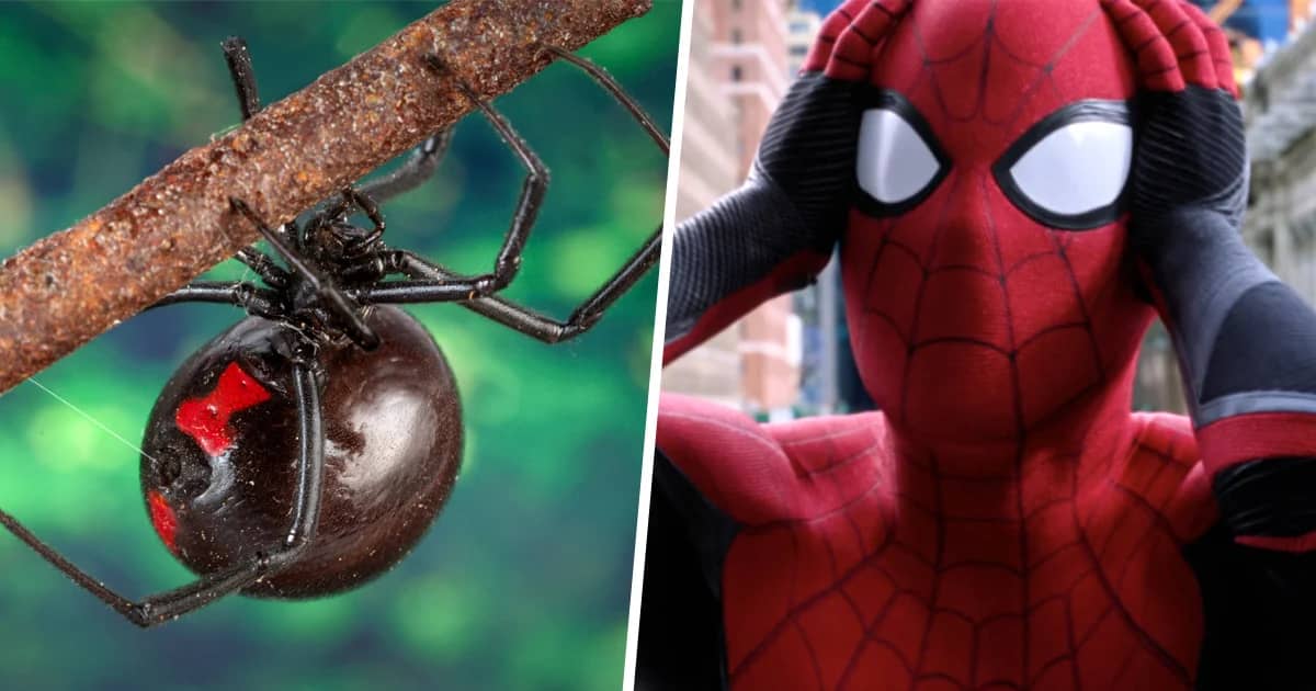 Il se laisse mordre par une veuve noir dans l'espoir de devenir Spider-Man Il se laisse mordre par une veuve noire dans l'espoir de devenir Spider-Man