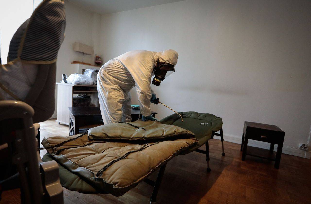 Infestation de punaises de lit en France : L'Algérie appelée à prendre des mesures sanitaires
