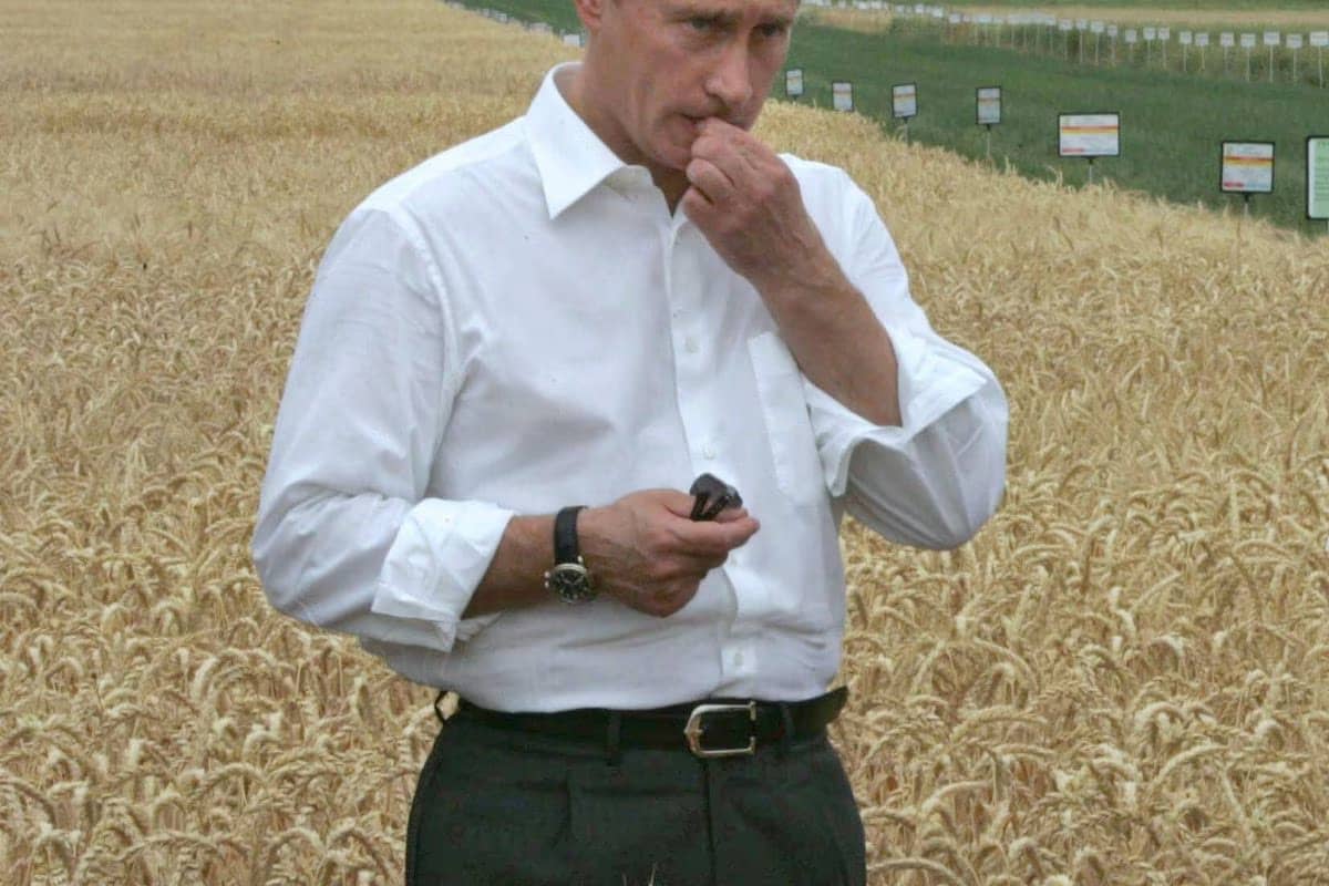 Le blé de la France à l'agonie, écrasé par celui de Poutine