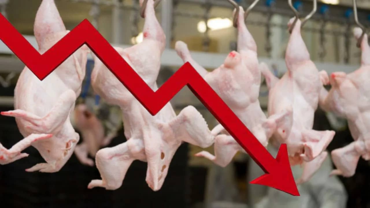 Réduction du prix du poulet en Algérie