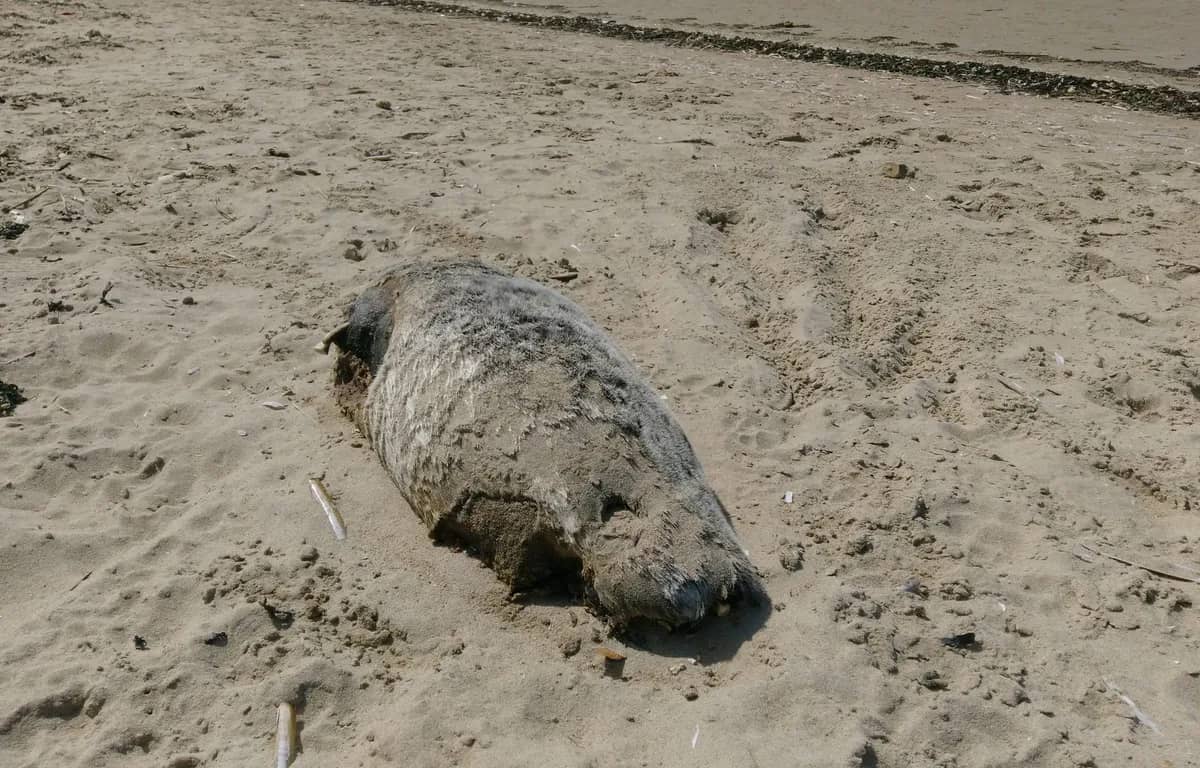 Le phoque moine de Jijel est finalement mort