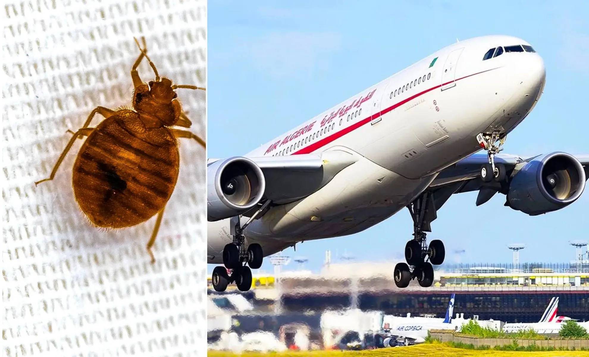 Découvrez comment l'Algérie a réagi face à la menace des punaises de lit
