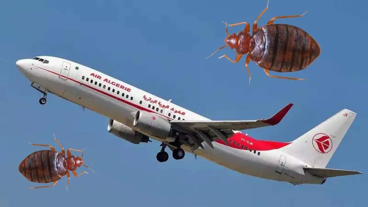 Punaises de lit en France : Air Algérie désormais leader en sécurité aérienne