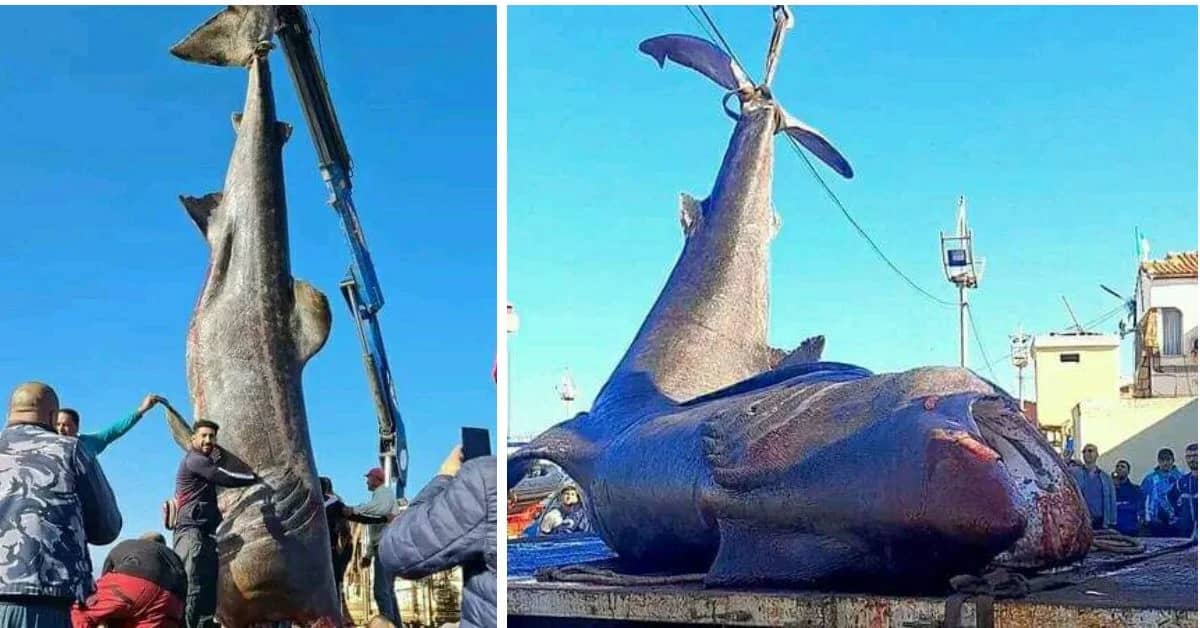 Capture accidentelle d'un Requin pèlerin gigantesque au port de Tipaza