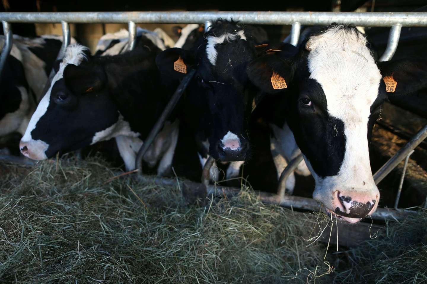 Le Maroc suspend l'importation de bovins d'Europe Le Maroc suspend l'importation de bovins d'Europe