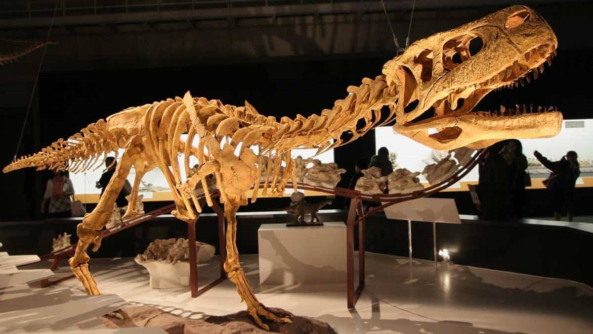 Maroc : Étonnante découverte de fossiles de dinosaures