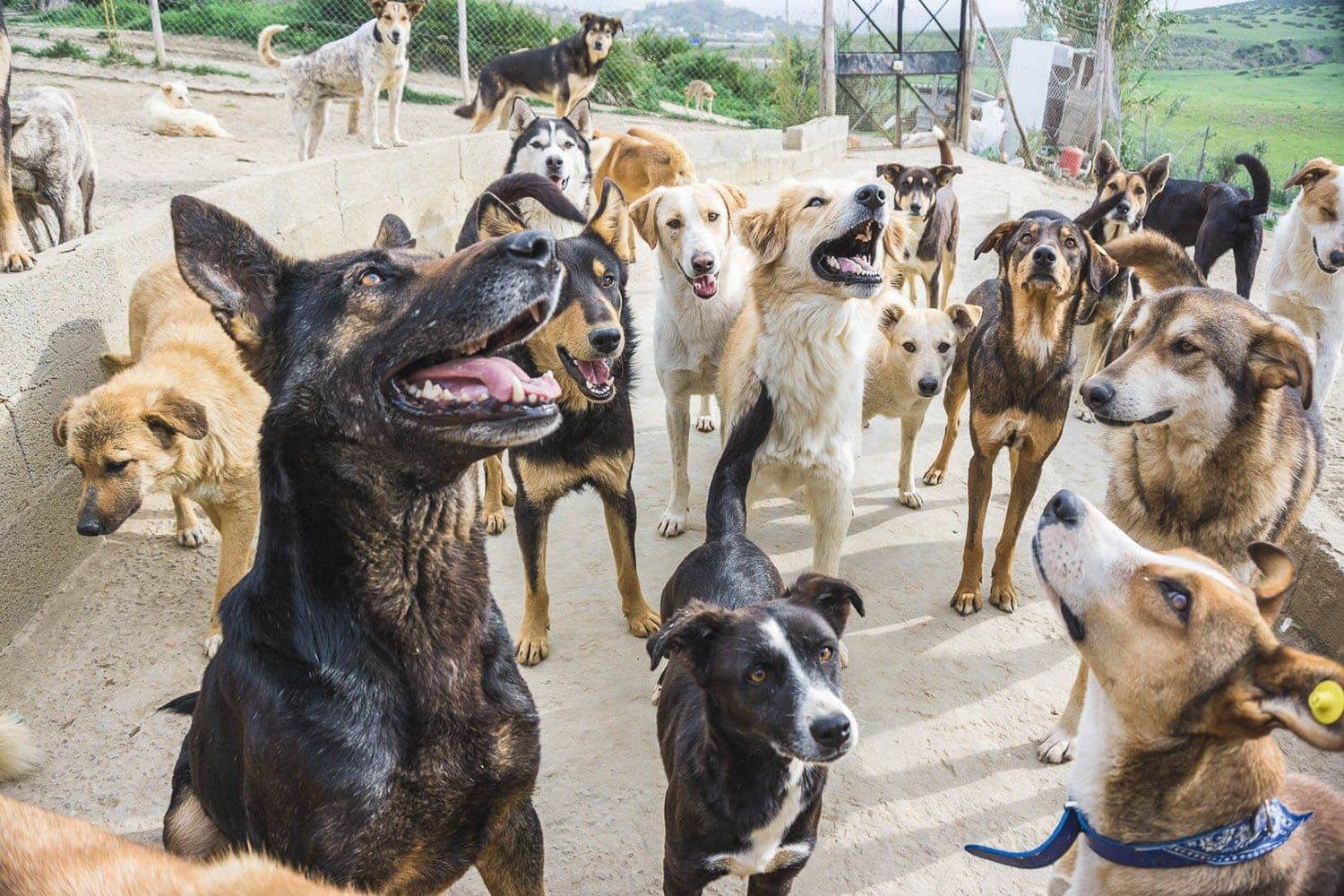 Maroc : Présence croissante de chiens dangereux dans les rues