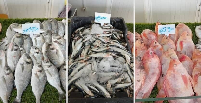 Alger : Sardine à 500 DA et Daurade à 1250 DA !