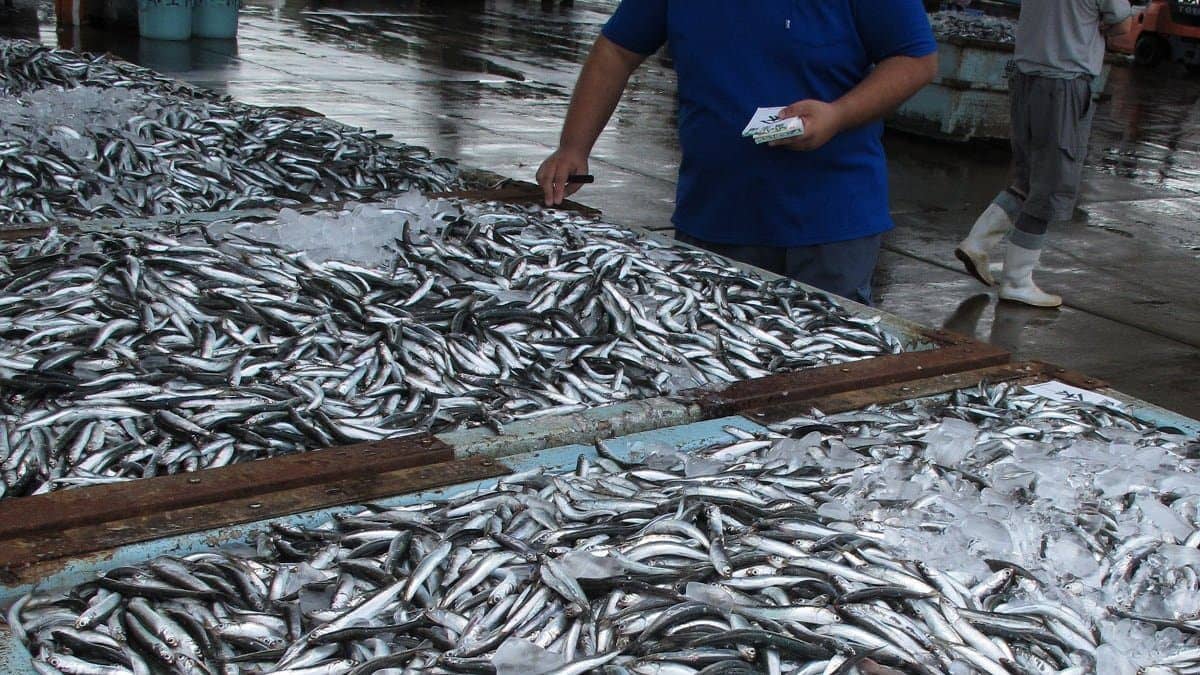 Sardine en Algérie : pourquoi son prix a chuté à 150 DA ?