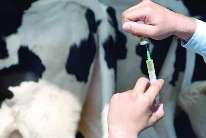 Alerte ! Des cas de brucellose humaine détectés à Batna en Algérie