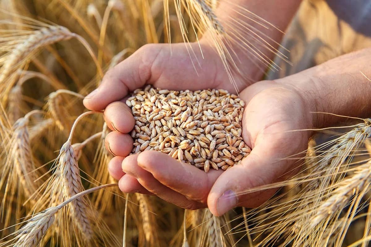 L’Algérie, premier producteur de blé au Maghreb !