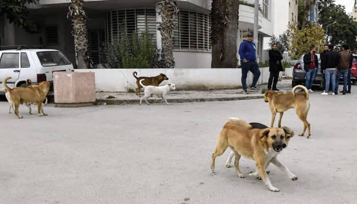 Maroc : Les habitants alarmés par l'invasion des animaux errants