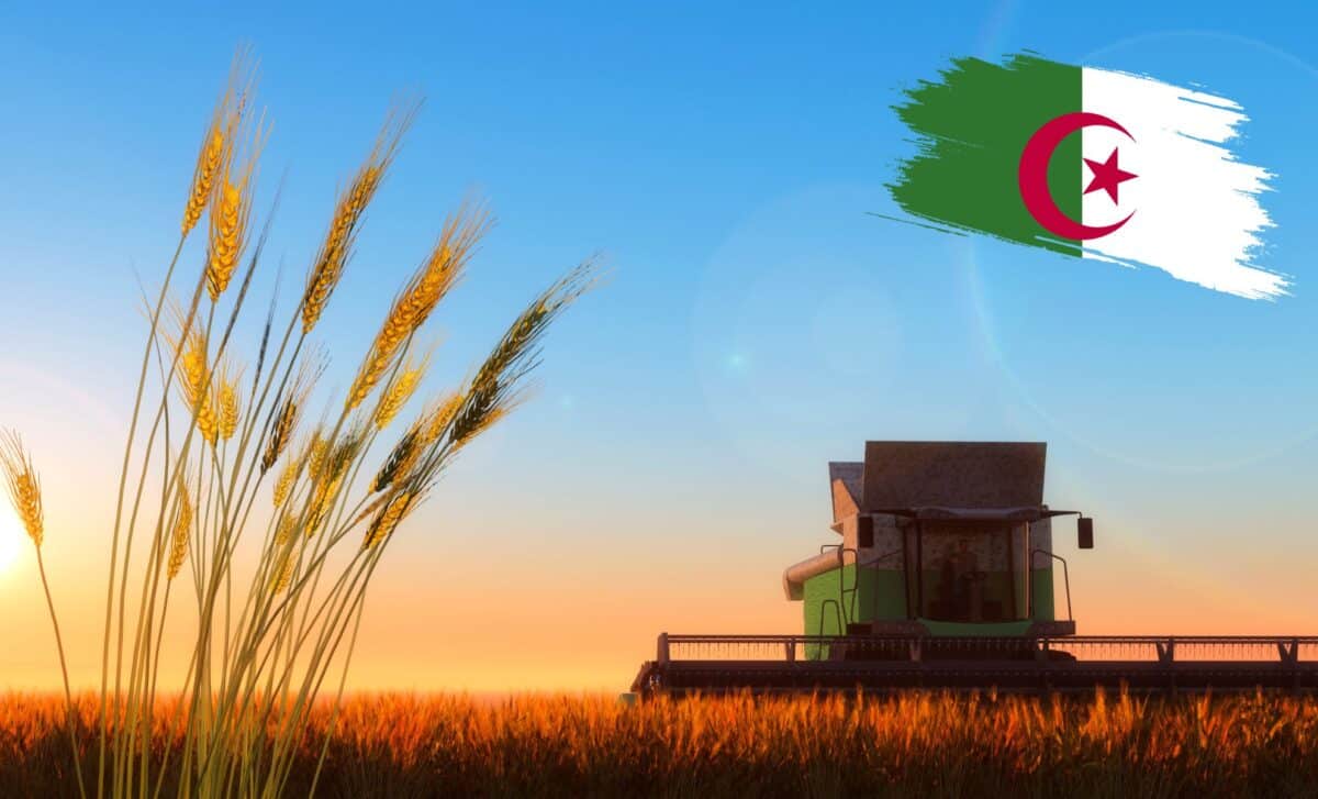 Algérie : vers un record d&rsquo;importations de céréales en 2024, enjeux et stratégies agricoles