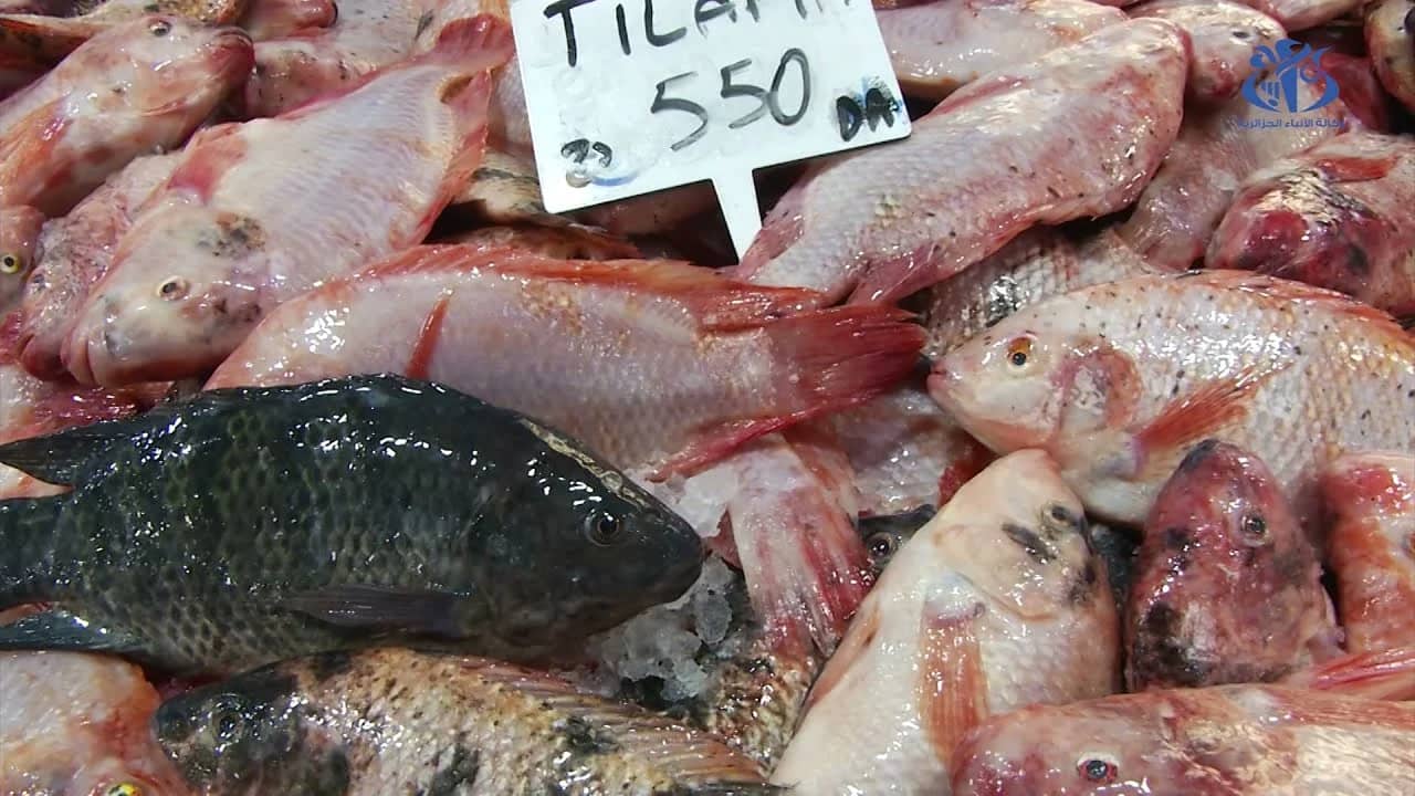 Prix de Tilapias en Algérie : Du nouveau...
