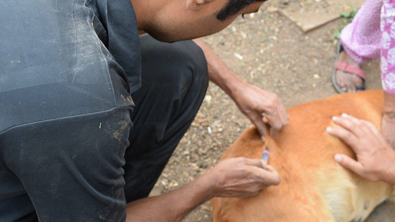 Virus de la rage en Algérie :180 000 cas de morsures en 2023