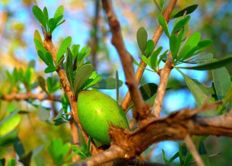L'Algérie mise sur l'arbre à l'huile la plus précieuse au monde Algérie