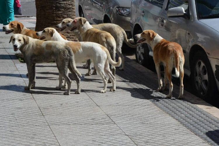 Maroc, Tunisie : voici pourquoi cette attraction fait polémique Coupe du Monde 2030 : Massacre ! Le Maroc se retoruve dans une nouvelle polémique