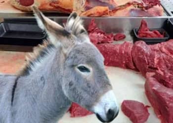 Ramadan 2025 : Ils ont failli faire manger de la viande d'âne aux Algériens, la justice a sanctionné !