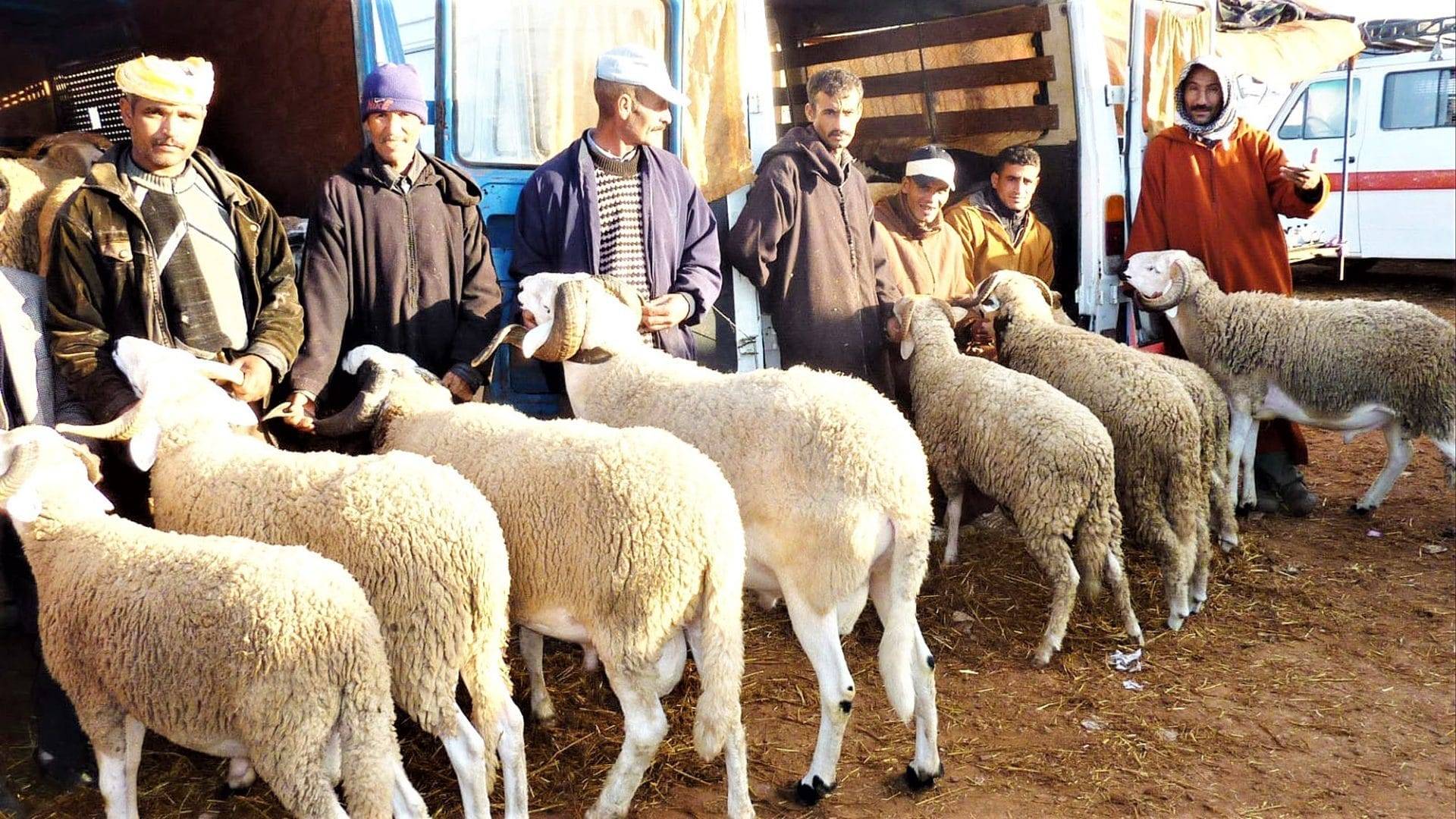 Aïd el Kebir 2025 : 1 million de moutons importés pour éviter une flambée des prix ! Aïd el Kebir 2025 : 1 million de moutons importés pour éviter une flambée des prix !