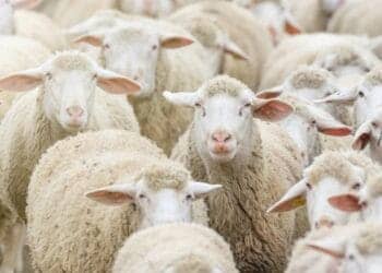 Algérie : Nouvelles Règles pour l'Import de 1M de Moutons