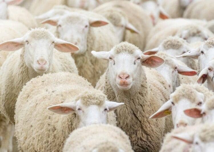 Aïd el Kebir 2025 : 1 million de moutons importés pour éviter une flambée des prix ! Algérie : Nouvelles Règles pour l'Import de 1M de Moutons