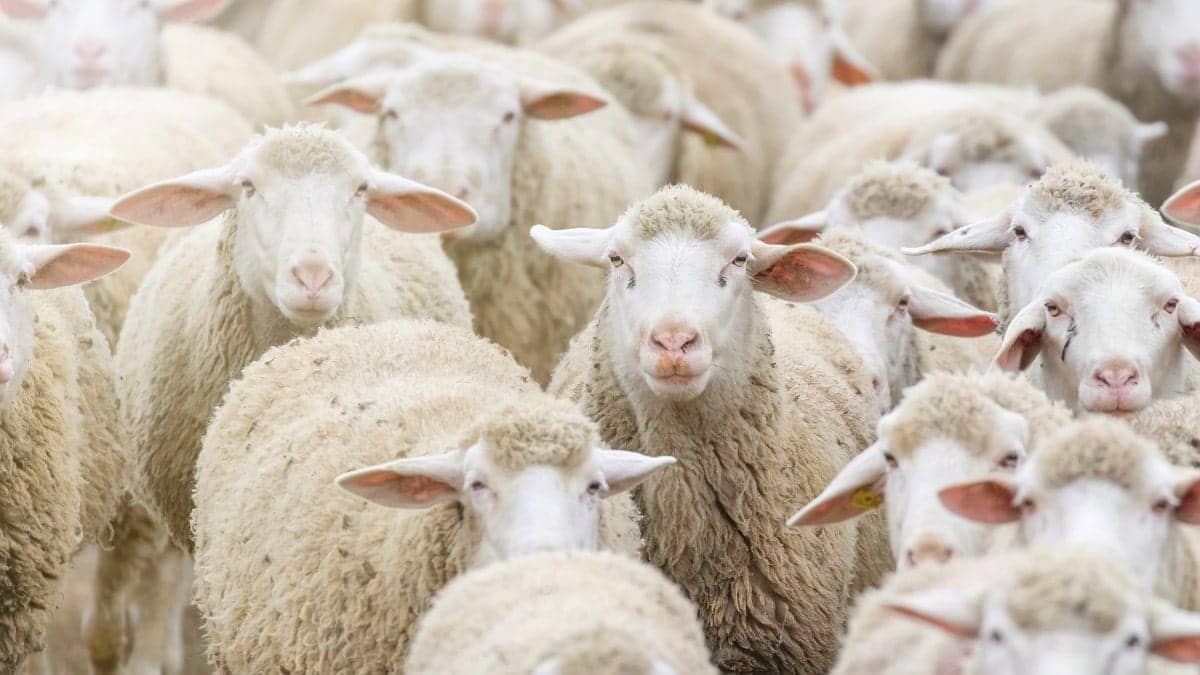 Aïd al-Adha 2025 : Crise des prix du mouton, choc pour les Algériens en France ! Aïd al-Adha 2025 : la diaspora algérienne en France sous le choc face aux prix fous des moutons !
