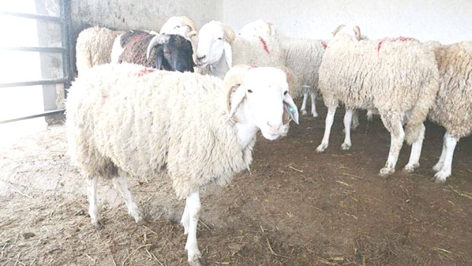 Aïd el Kebir 2025 : 1 million de moutons importés pour éviter une flambée des prix ! Aïd el Kebir 2025 : 1 million de moutons importés pour éviter une flambée des prix !