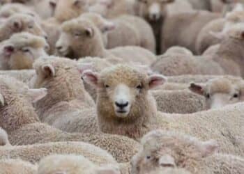 Aïd el-Adha 2025 : la France impose un encadrement strict de l’abattage rituel des moutons