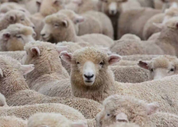 Aïd el-Adha 2025 : la France impose un encadrement strict de l’abattage rituel des moutons