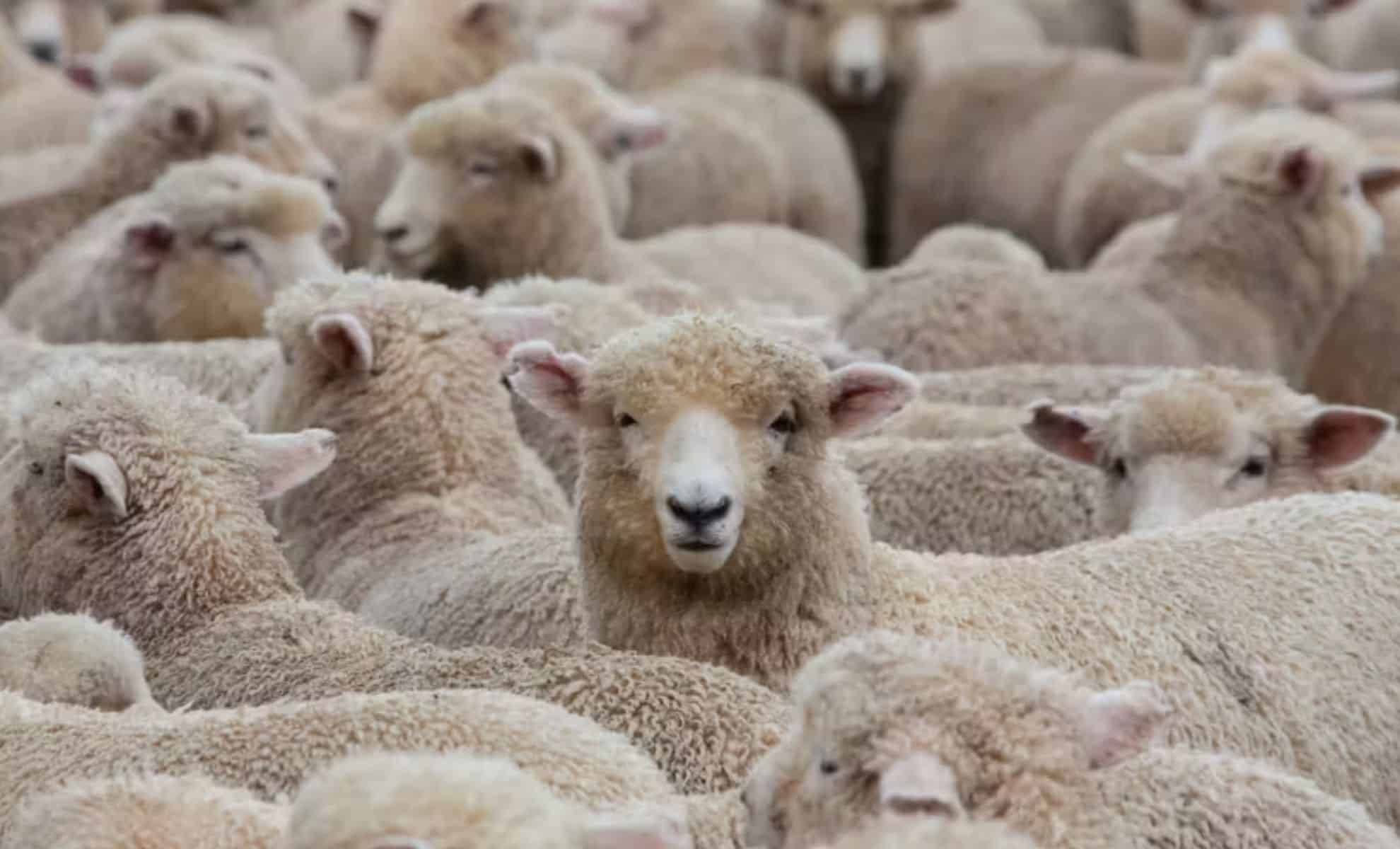Aïd el-Adha 2025 : Pourquoi le prix du mouton en Algérie atteint des sommets Aïd el-Adha 2025 : la France impose un encadrement strict de l’abattage rituel des moutons