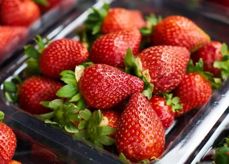 Fraises algériennes : une explosion de production et un espoir pour l’exportation Fraises algériennes : une explosion de production et un espoir pour l’exportation