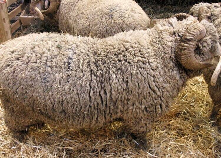 Aïd el-Adha 2025 : la France impose un encadrement strict de l’abattage rituel des moutons Aïd al-Adha 2025 en France : vers un boycott du sacrifice rituel